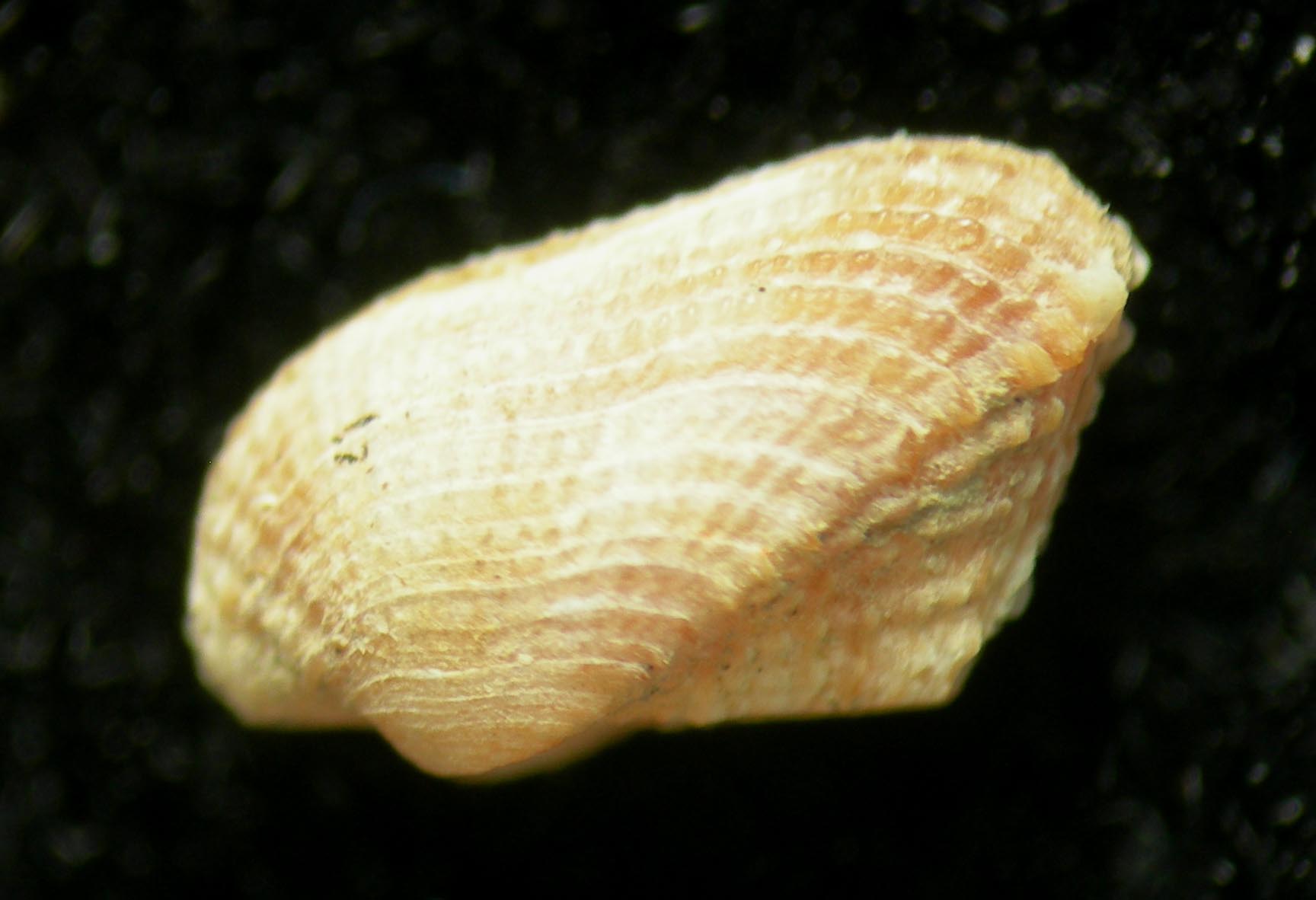 asperarca secreta